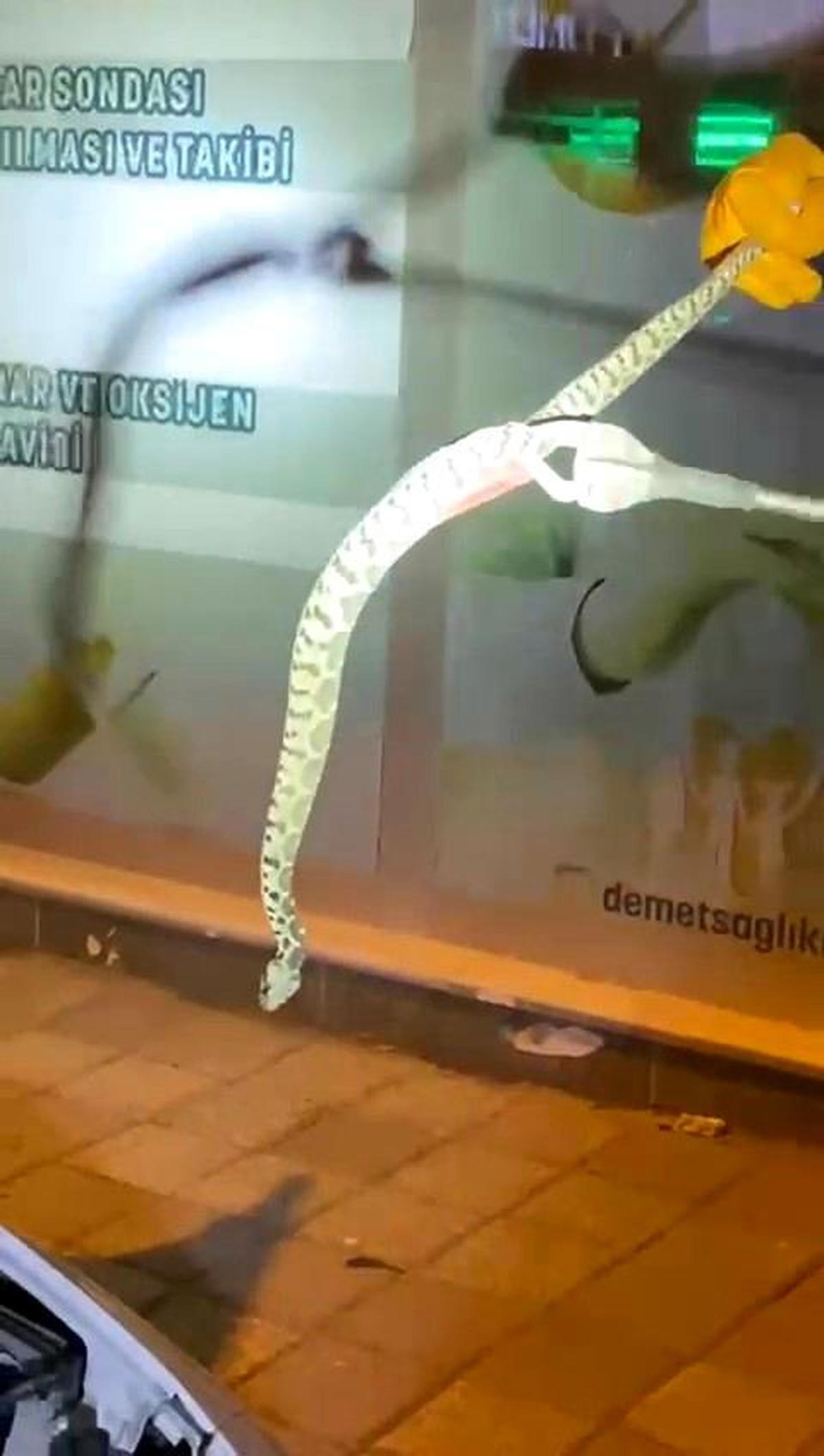 Bursa\'da Yılan Panik Yarattı