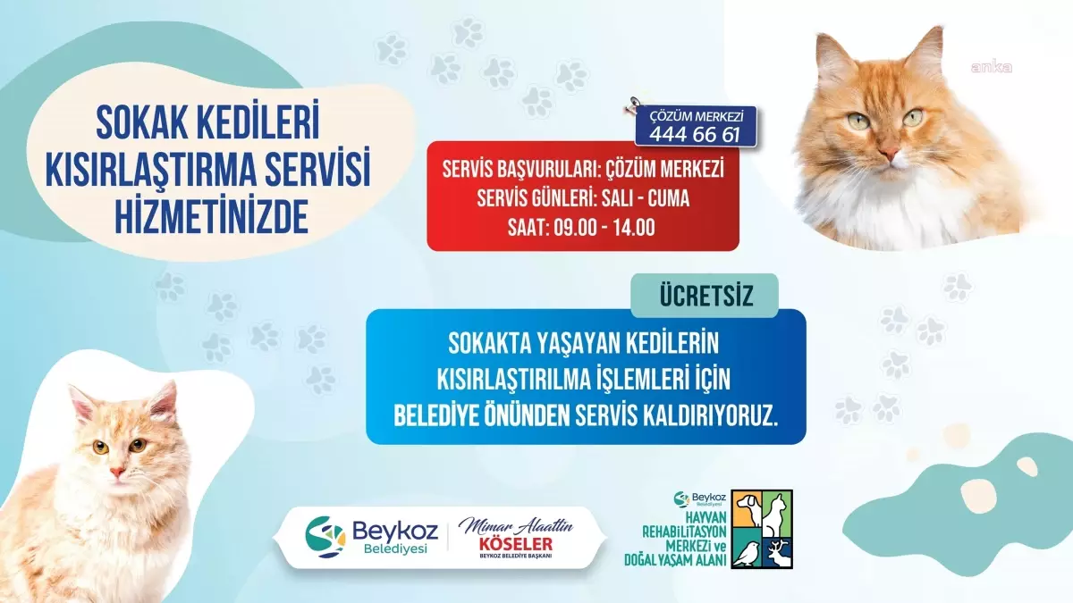 Beykoz Belediyesi\'nden Sokak Kedilerine Ücretsiz Kısırlaştırma Ulaşımı