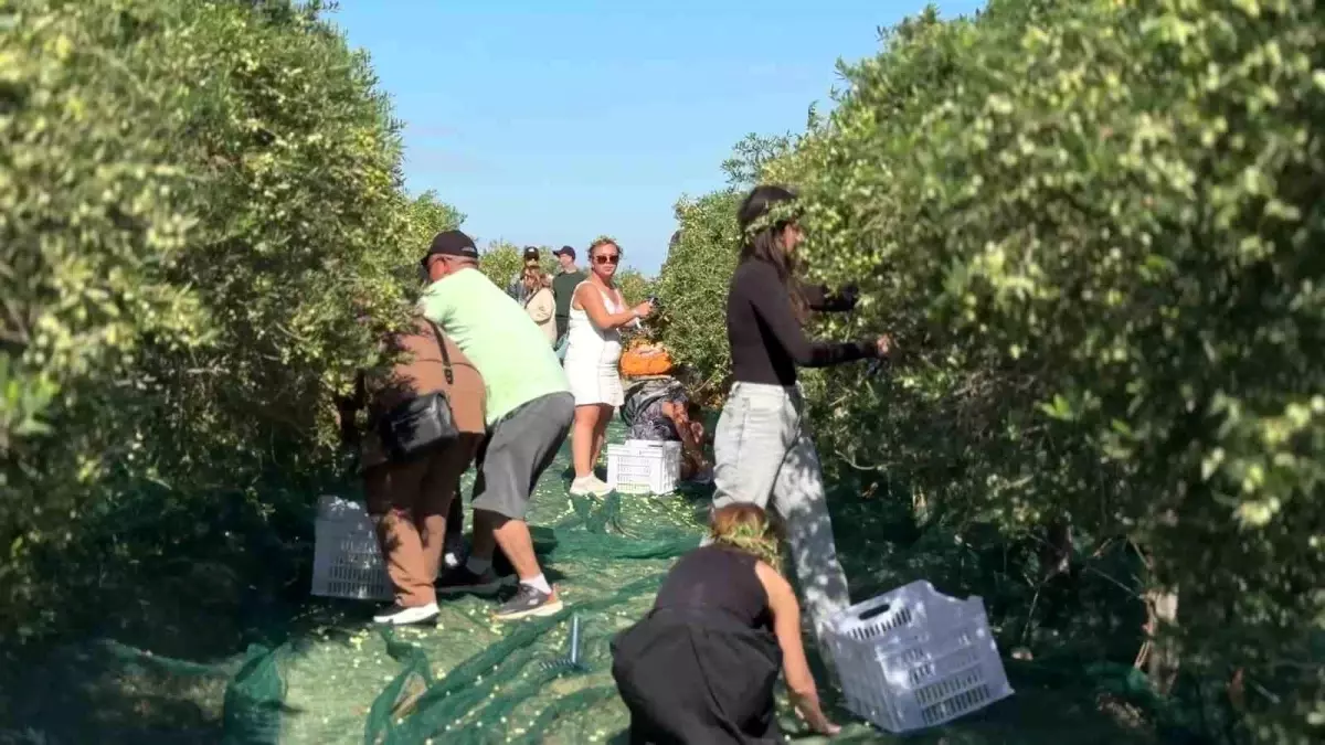 5. Bozcaada Zeytin ve Şifa Festivali Büyük İlgi Gördü