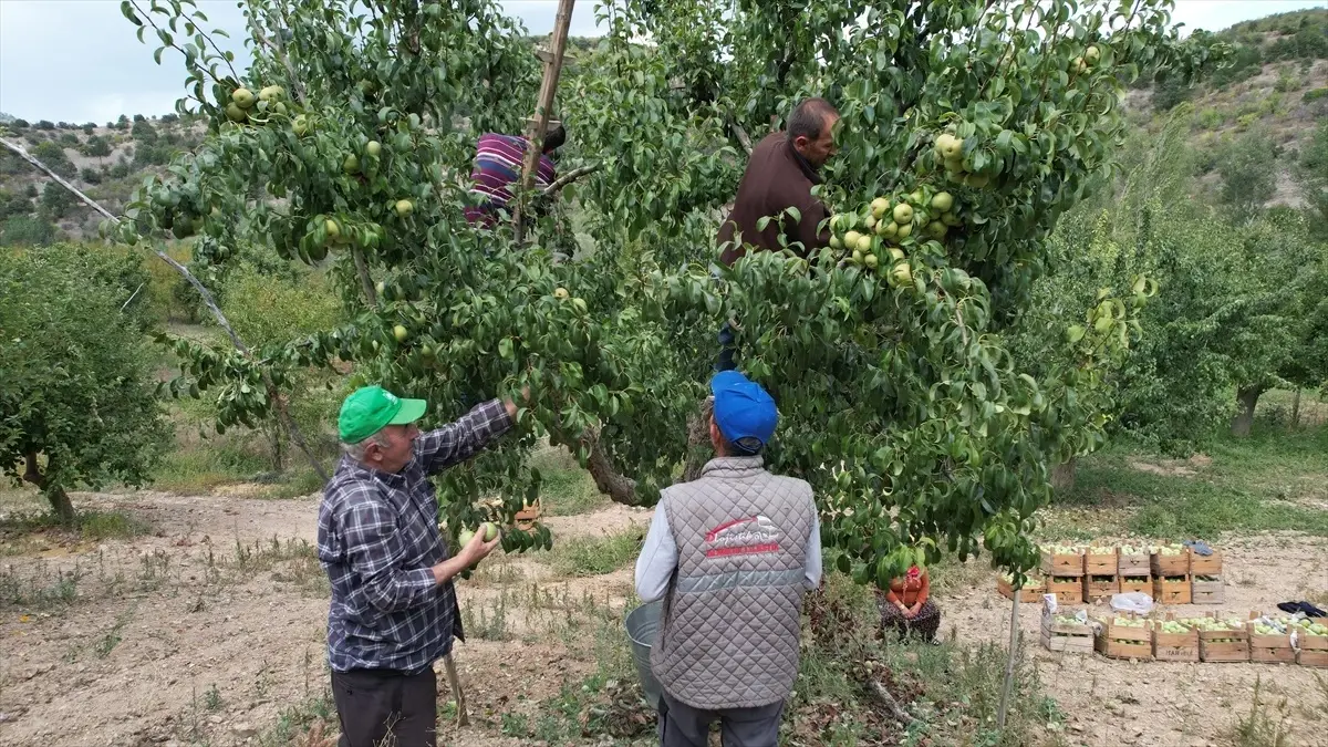 Çubuk\'ta Kış Armutu Hasadı Başladı