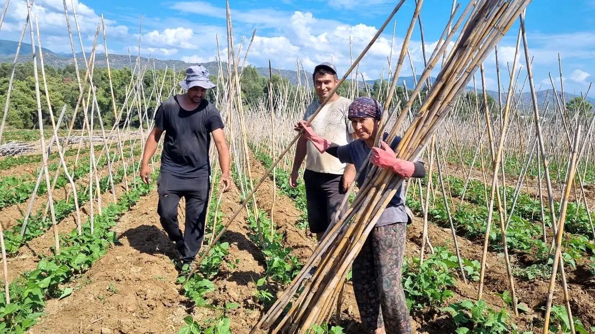 Fethiye\'de Baklagil Üretimi Kontrolü