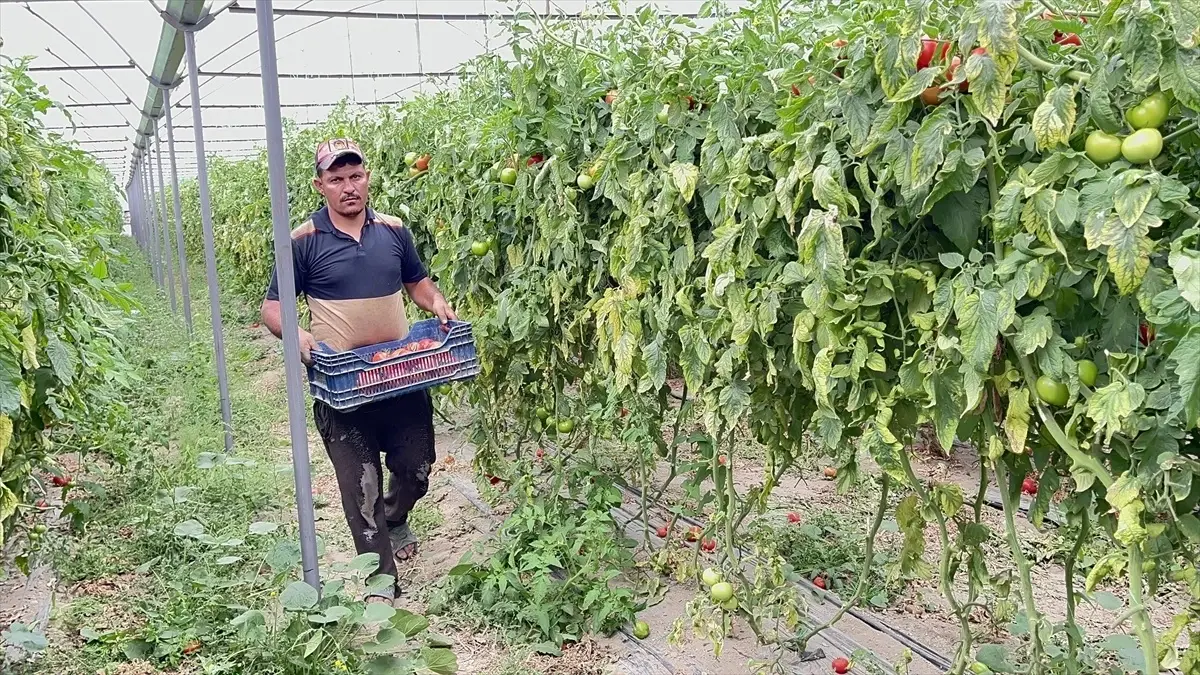 Isparta\'nın Domates İhacı Hedefleri Düştü