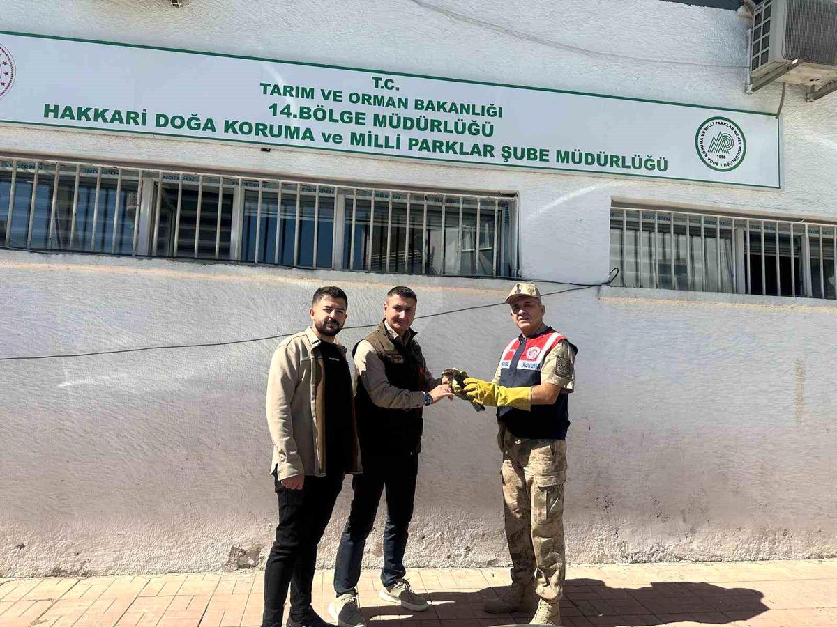 Yaralı Doğan Yavrusuna Jandarmadan Destek
