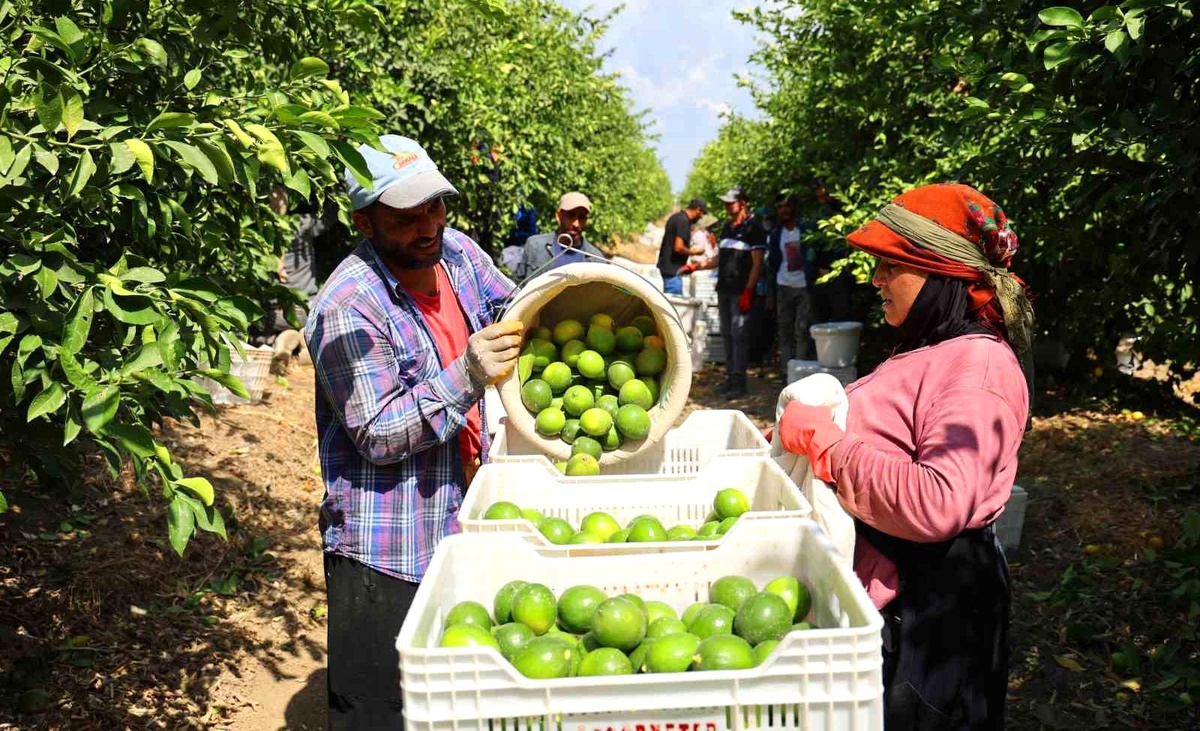 Adana\'da Limon Hasadı Devam Ediyor