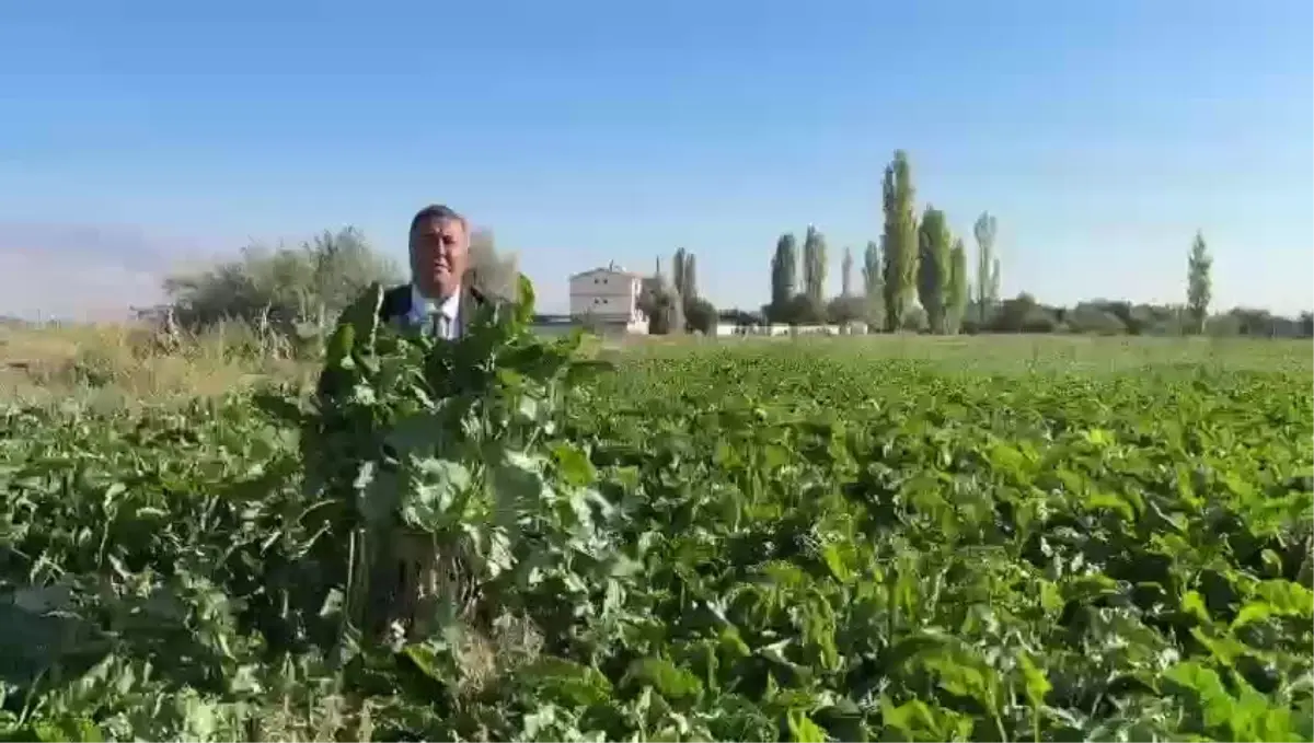 Şeker Pancarında Alım Fiyatı Tartışması