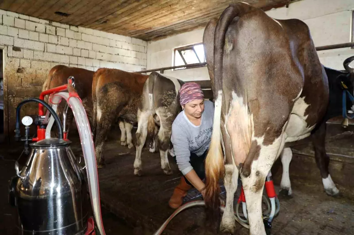 Emine Mutlu\'nun Hayvancılık Serüveni: Süt Tankı Desteği ile Büyüyen İşletme