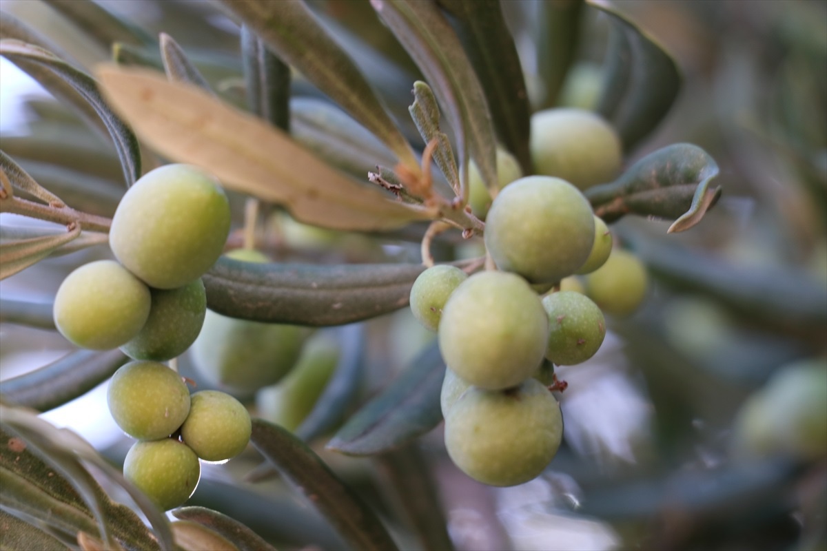 Kilis\'te Zeytin Hasadı Uyarısı