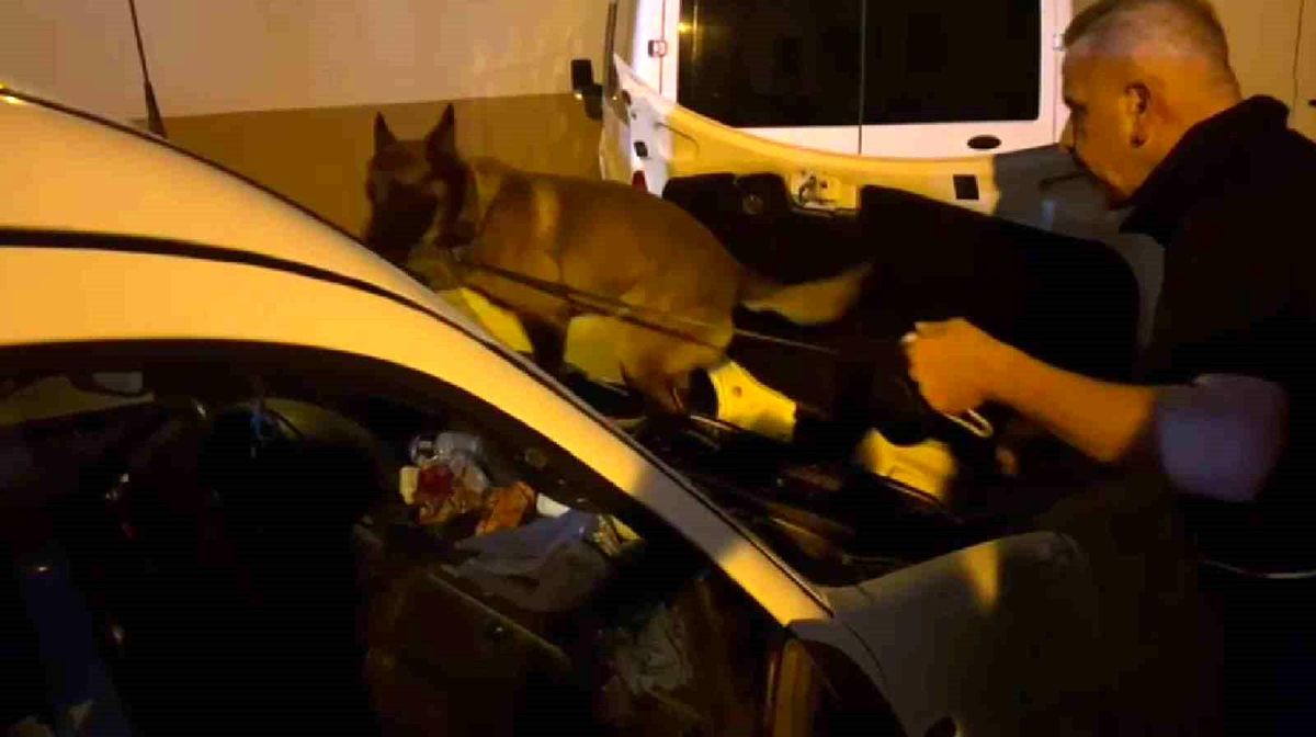 Hatay\'da 5 kg Skunk Ele Geçirildi