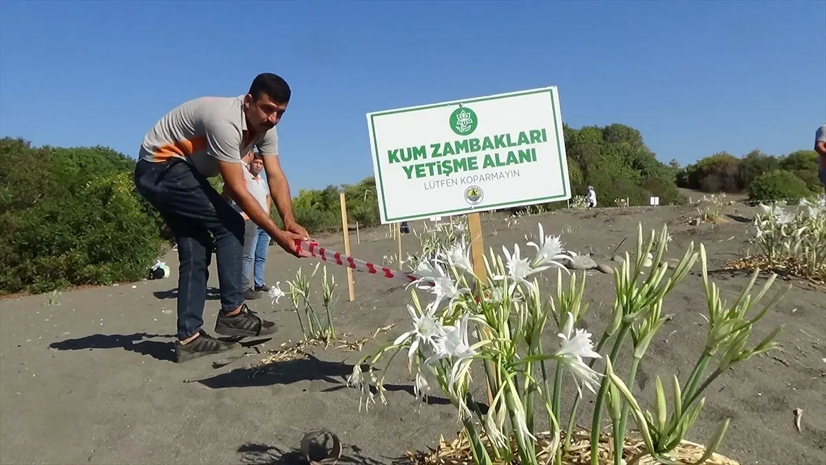 Kum Zambakları İçin Güvenlik Şeridi