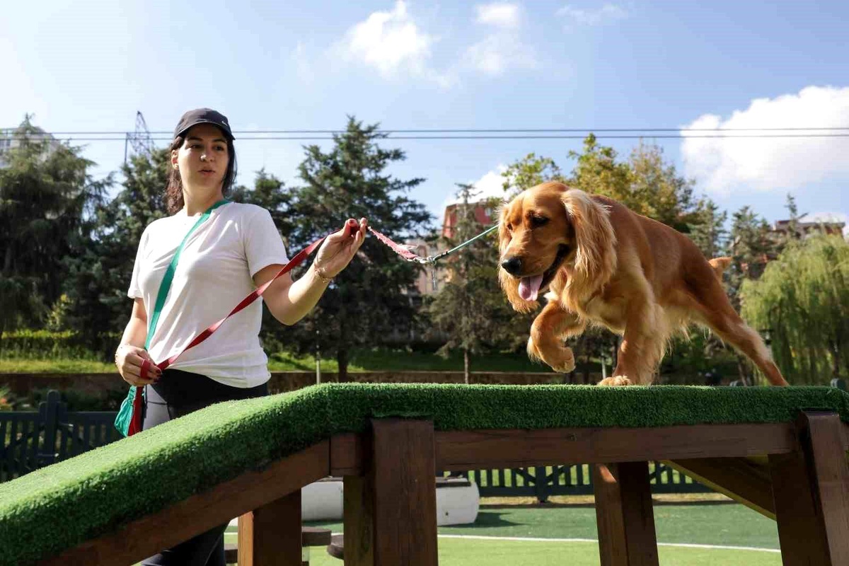 Ümraniye\'de Avrupa Standartlarında Köpek Eğitim Merkezi Açıldı