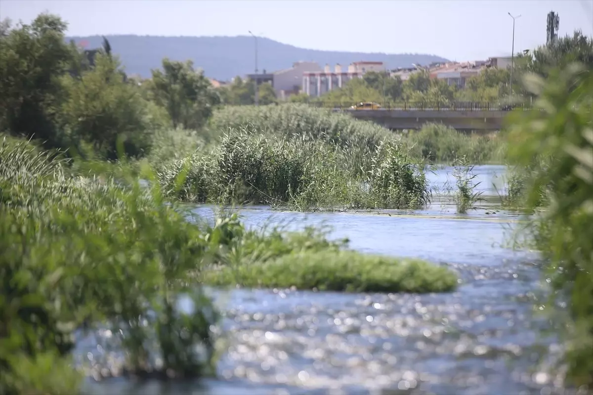 Yılan Balığı İçin Habitat Koruma Çağrısı