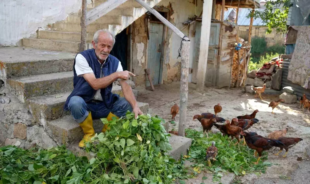 Armutlu Köyü\'nde Ayı Saldırısı