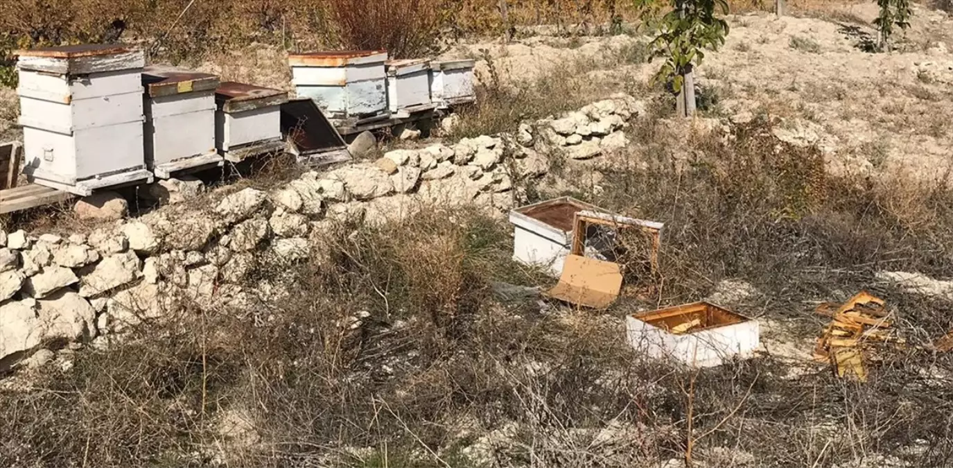 Beypazarı\'nda Ayı Saldırısı: 15 Arı Kovanı Zarar Gördü