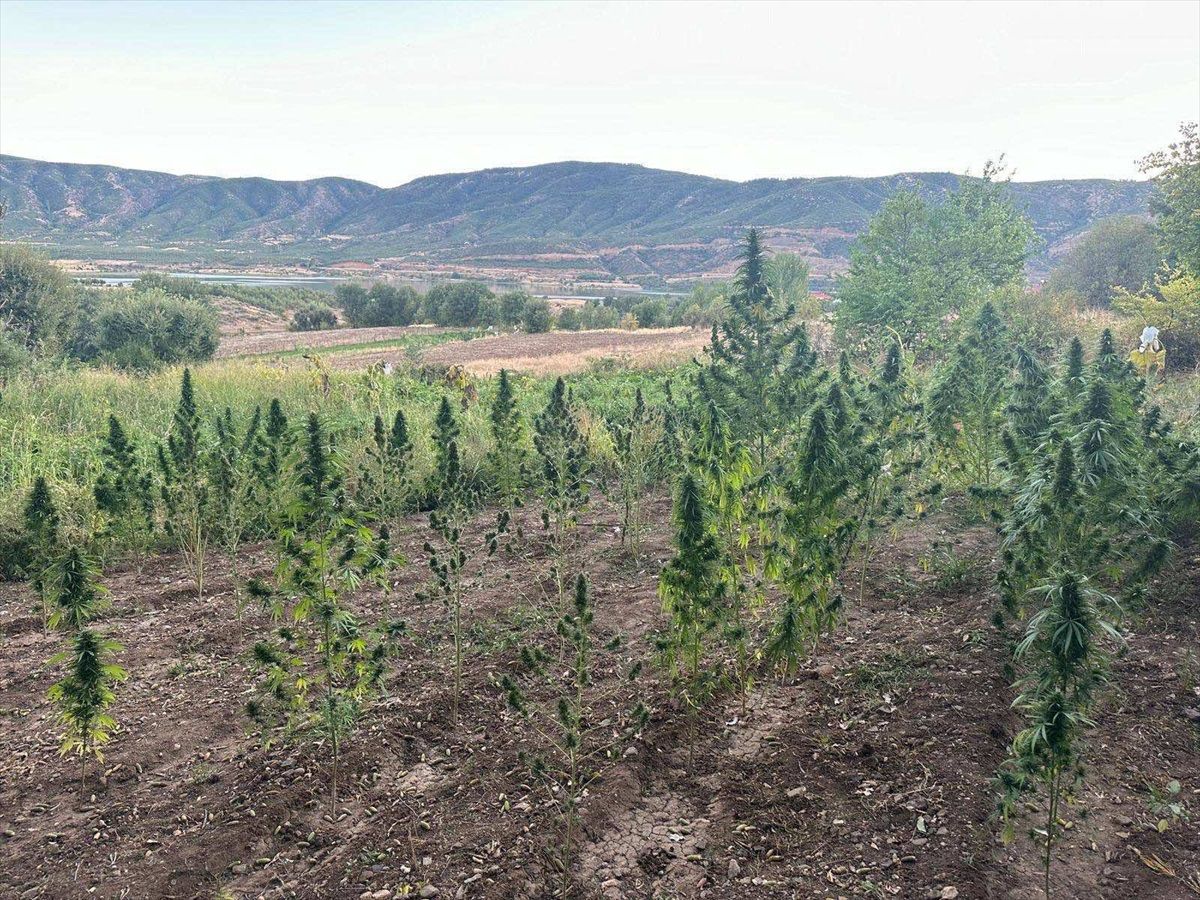 Bingöl\'de 203 Kök Skunk Ele Geçirildi