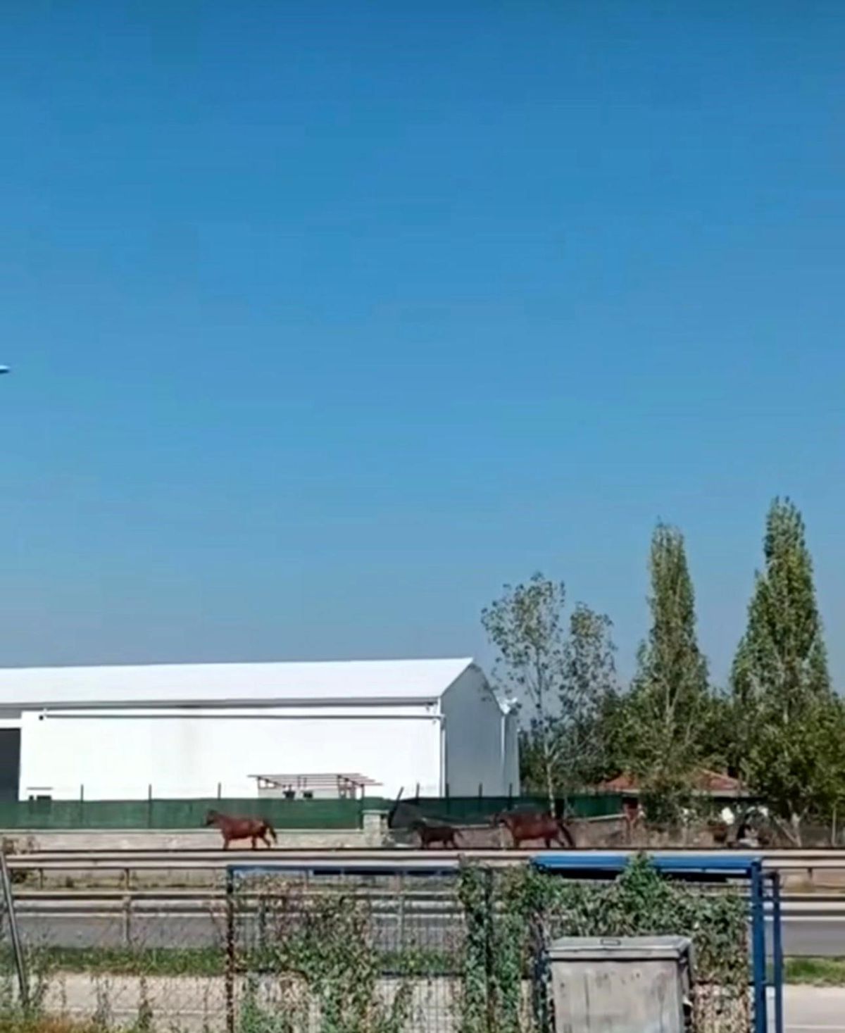 Bursa\'da Başboş Atlar Tehlike Oluşturuyor