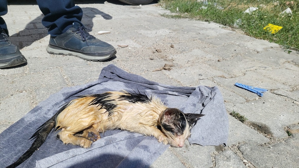 Kedi yavrusu itfaiye tarafından kurtarıldı