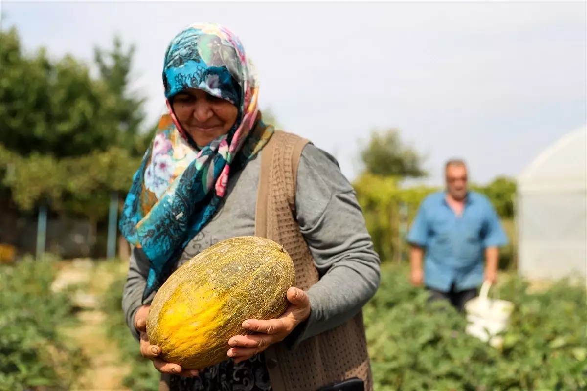 Doğal Sebze Üreten Çift, Devlet Desteğiyle Seraya Kavuştu