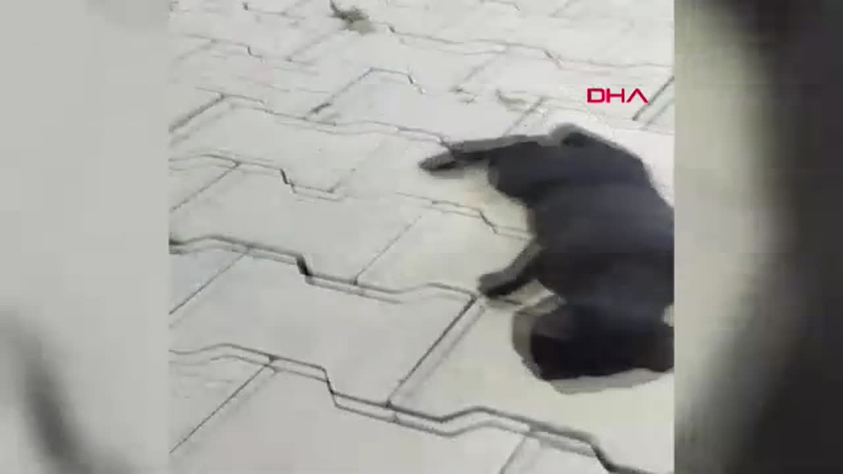 Samandağ\'da Yaralı Kediye Tüfekli Saldırı