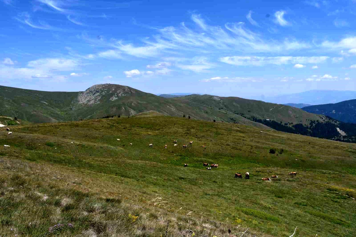 Ilgaz Dağları\'nda Hayvancılık ve Doğa