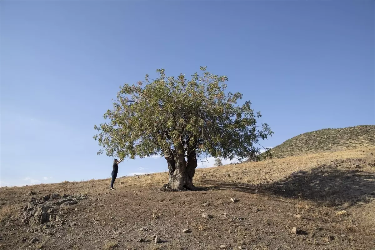 Tunceli\'de Çedene Hasadı Başladı