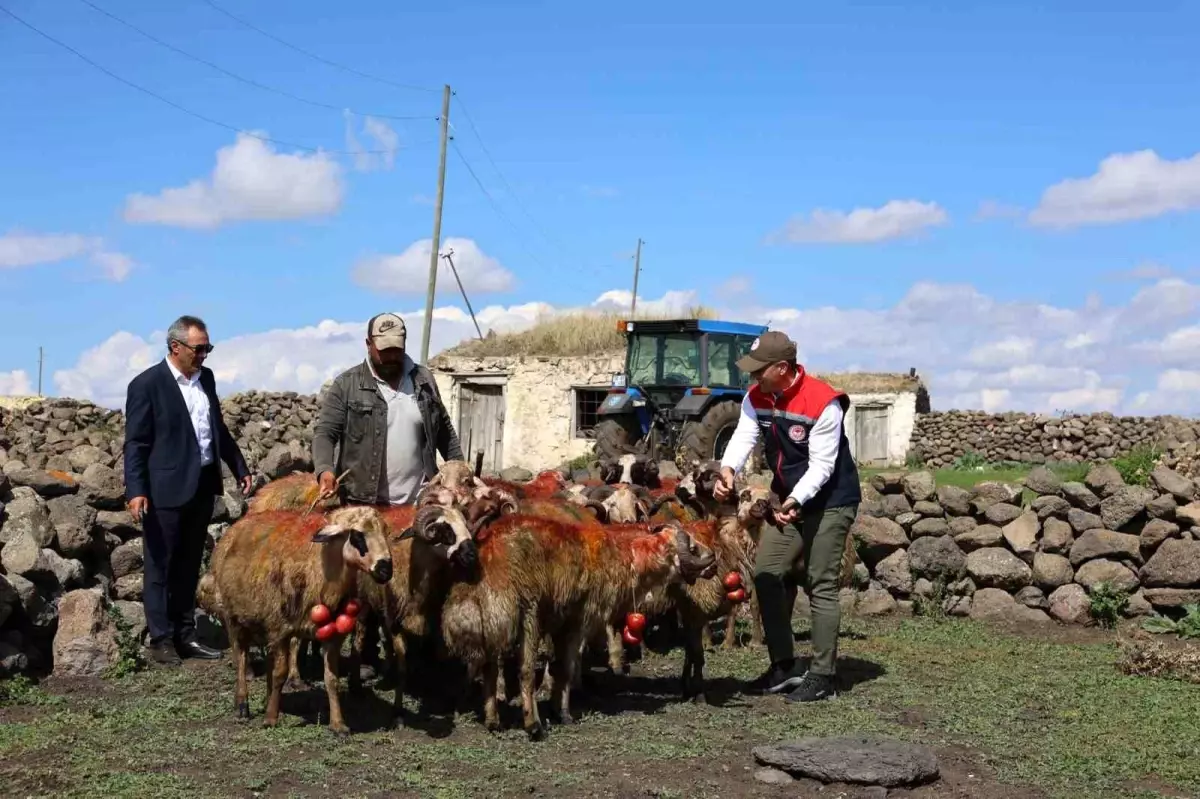 Kars\'ta Koç Katımı Geleneği