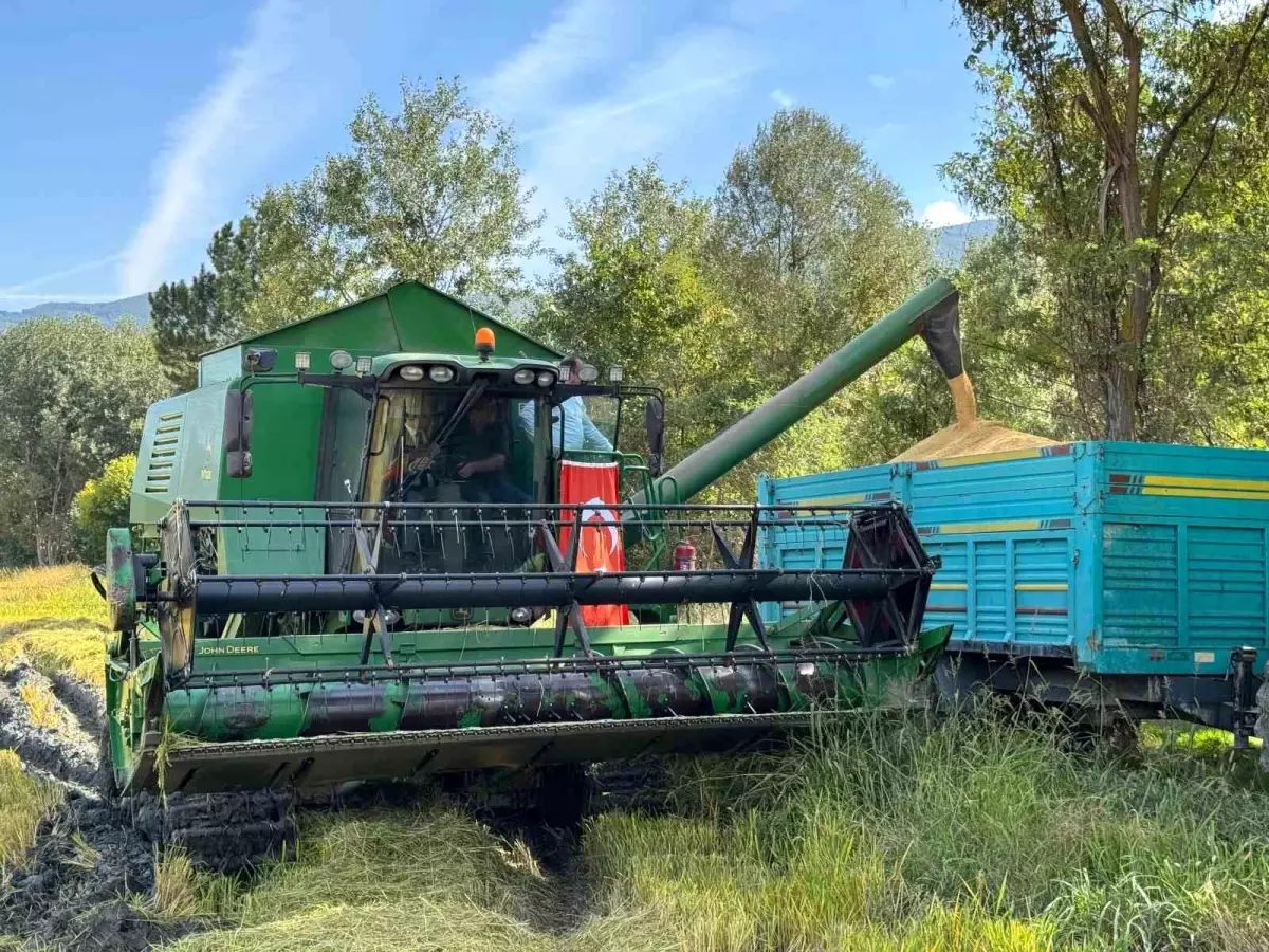 Kastamonu\'da Çeltik Hasadı Dualarla Başladı