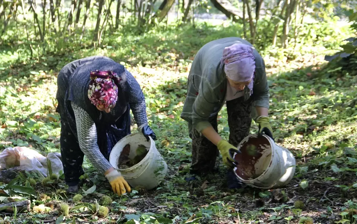 Sinop\'ta Kestane Verim Artışı