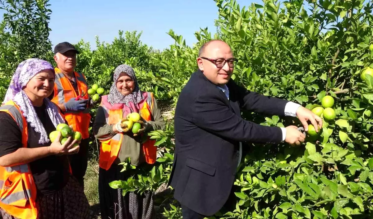 Mersin\'de Limon Hasadı Başladı