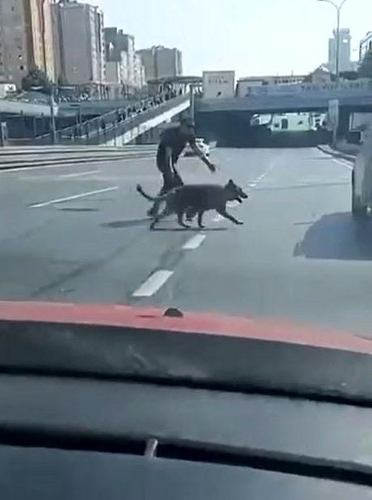 Beylikdüzü\'nde Köpek Kurtarma Seferberliği