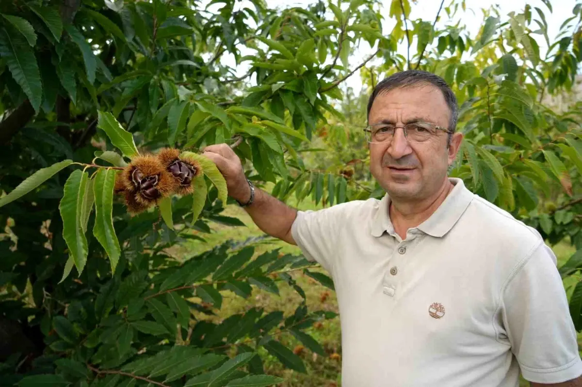 Gal Arısına Dayanıklı Kestaneler Hasat Edildi