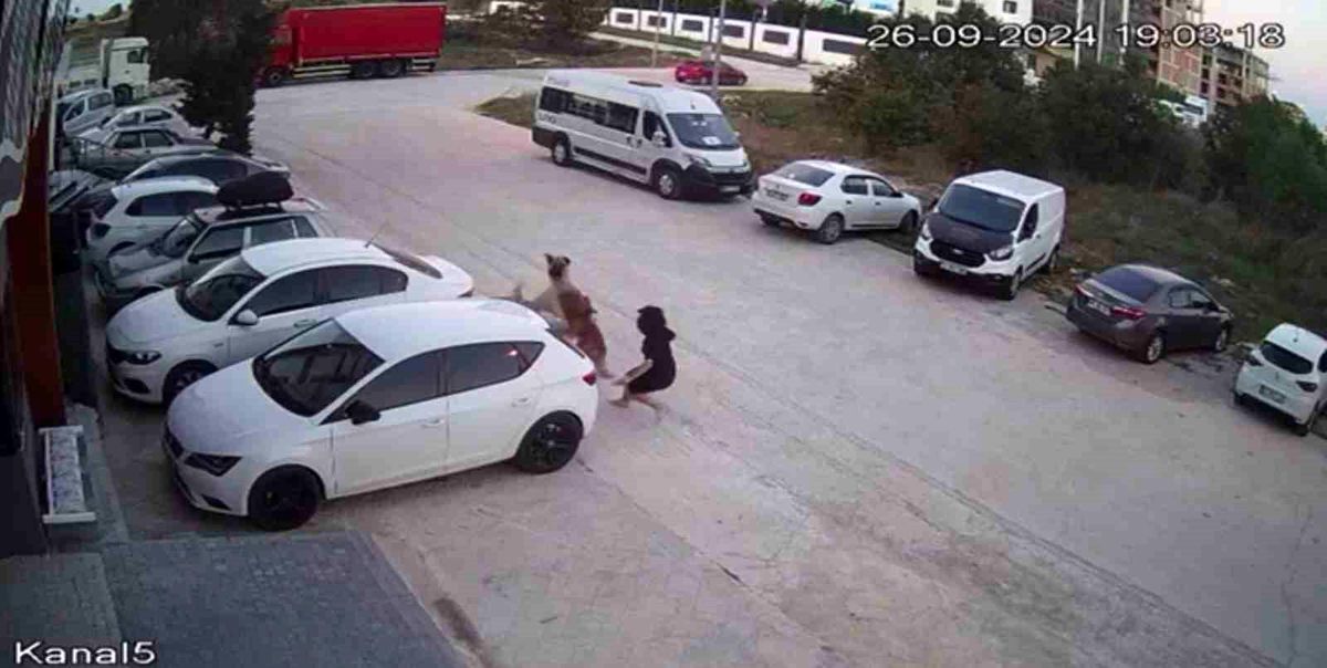 Çerkezköy\'de Sokak Köpekleri Saldırdı