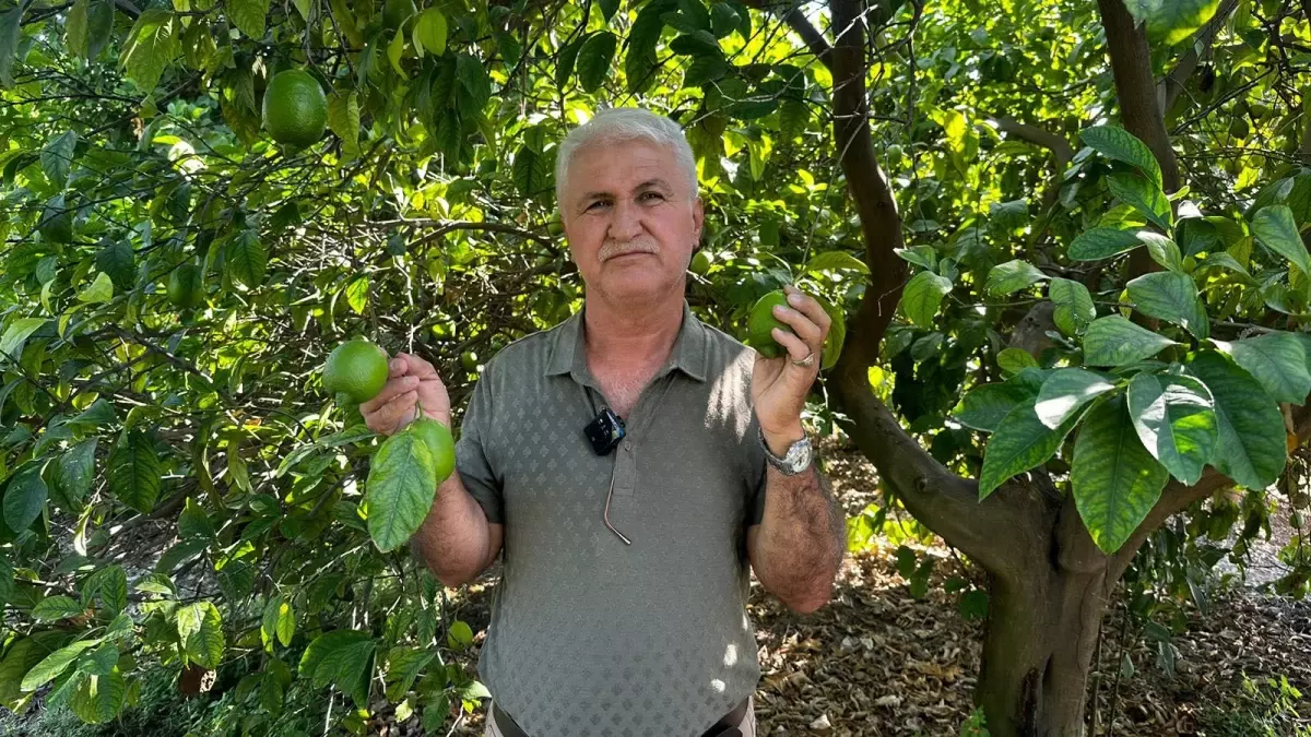 Erdemli Limon Hasadı Başladı