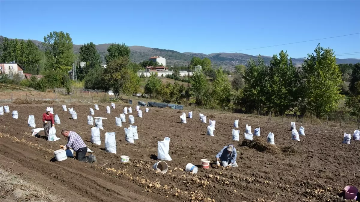 Başçiftlik Beyazı Patatesi Hasadı Başladı