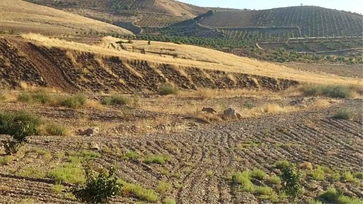 Besni\'de Çizgili Sırtlan Görüntülendi