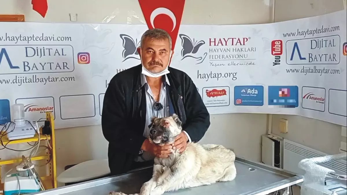 Sokak Köpeğine Şifa ve Sevgi