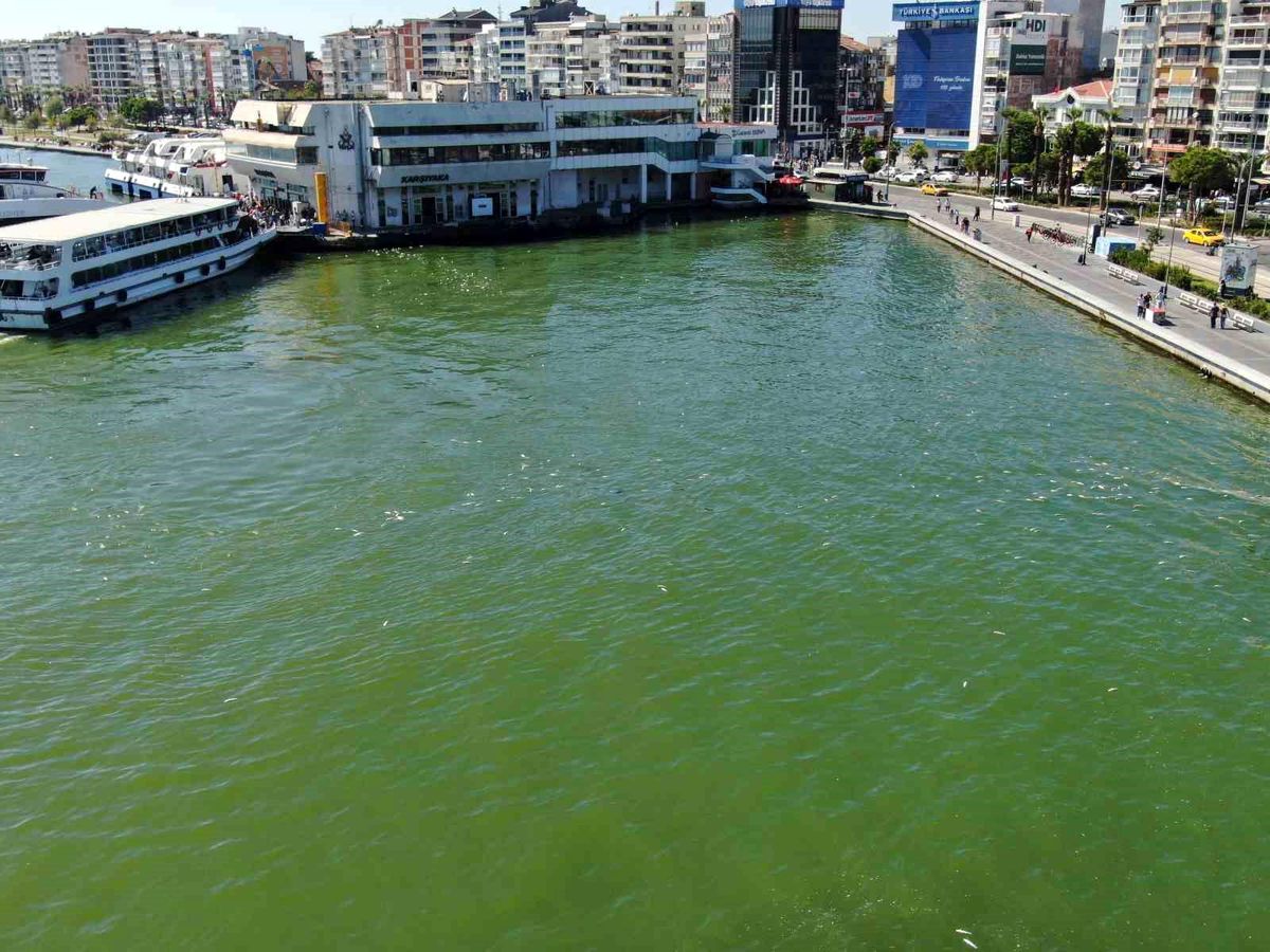 İzmir Körfezi\'nde Ölü Balık Krizi: Kirlilik Artıyor