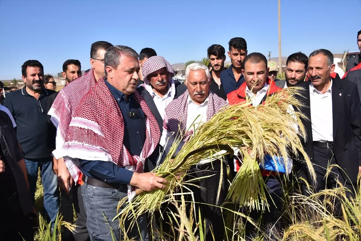 Karacadağ Pirincinde Hasat Başladı