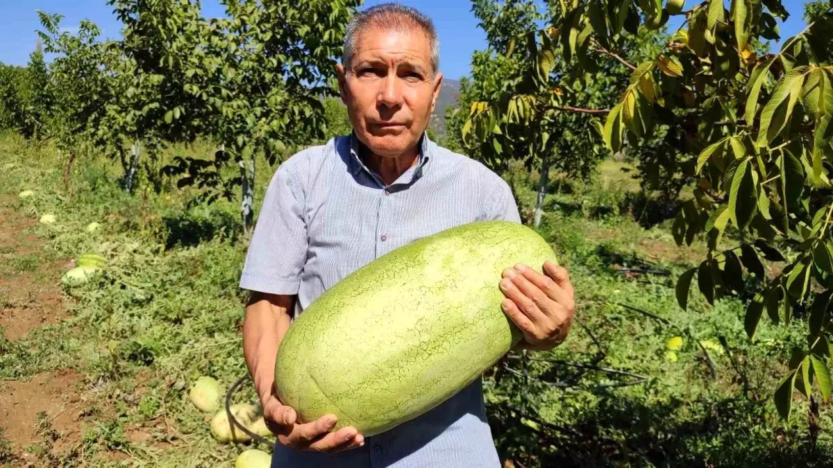 Beyağaç Karpuzundan Pekmez Üretimi