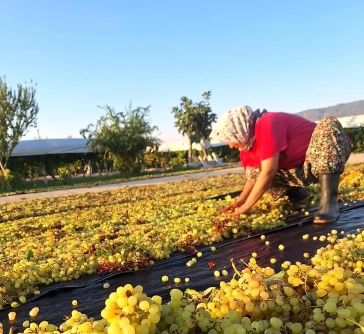 Sarıgöl\'de Üzüm Üreticileri Hava Tahminlerine Odaklandı