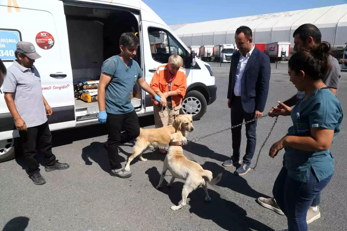 Büyükçekmece\'de Sokak Köpekleri Yeni Yuvalarına Kavuşuyor