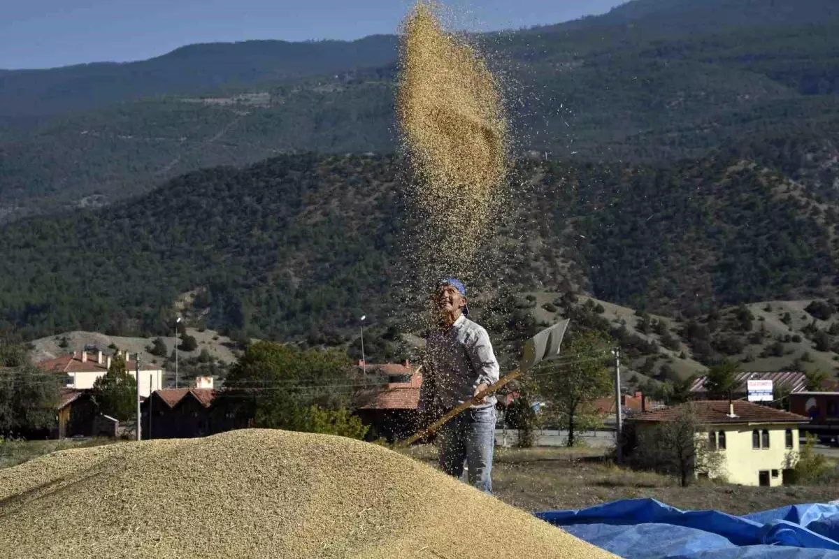 Tosya\'da Çeltik Hasadı Başladı