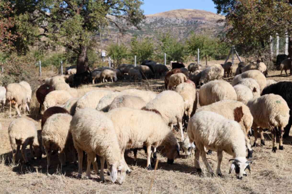Elazığ'da aylık 70 bin TL'ye çalışacak çoban bulmak hayal oldu Elazığ'da aylık 70 bin TL'ye çalışacak çoban bulmak hayal oldu