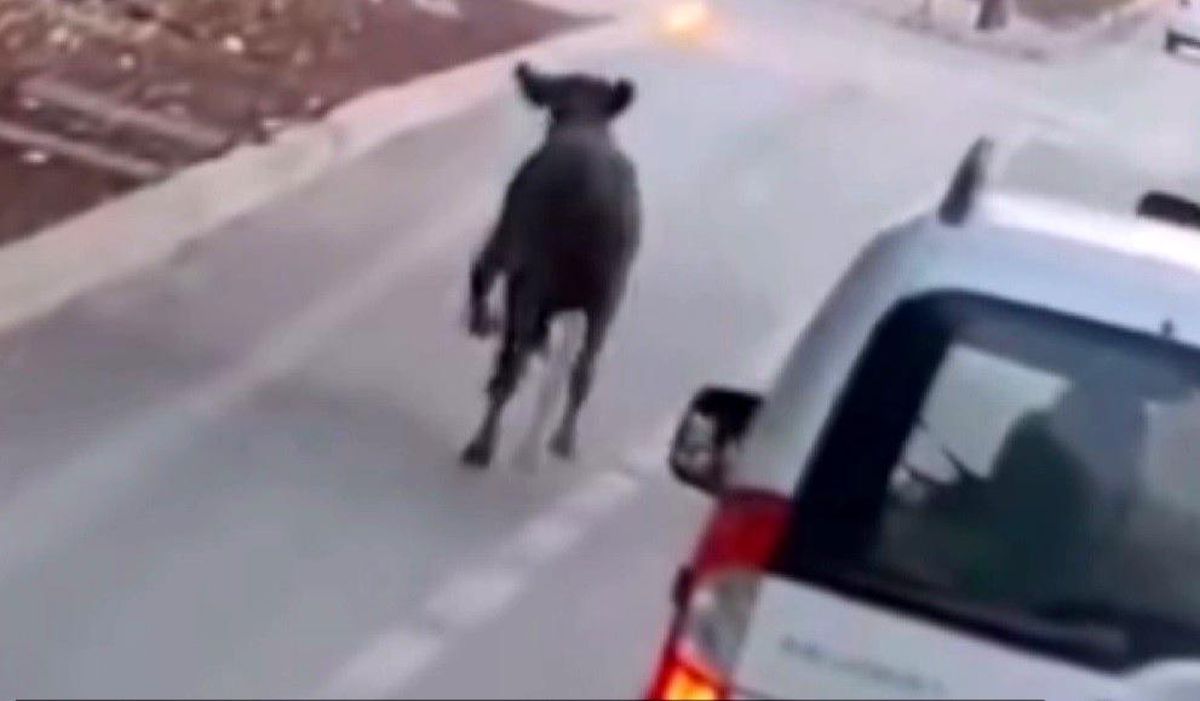 Konya\'da Dana Trafikte Korkuttu