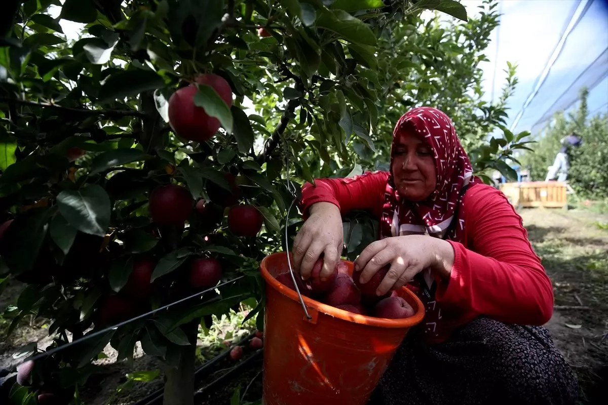 Yahyalı Elması 25 Ülkeye İhraç Ediliyor