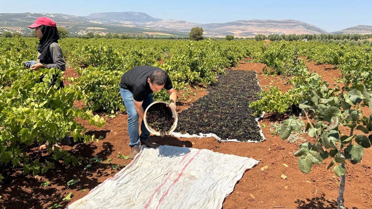 Kilis\'te Horoz Karası Üzümü Hasadı Başladı