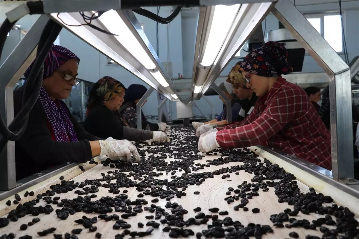 Kilis Horoz Karası Üzümü Kuru Gıda Olarak Pazarlanıyor