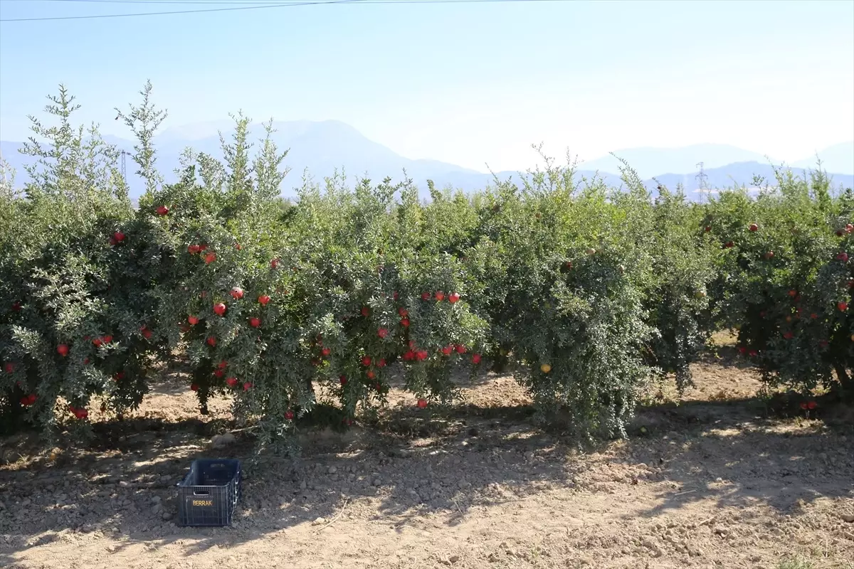 Denizli\'de Nar Üretiminde Faydalı Böcek Dönemi