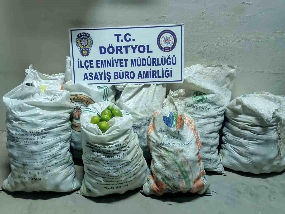 Hatay\'da Mandalina Hırsızlığına 2 Tutuklama