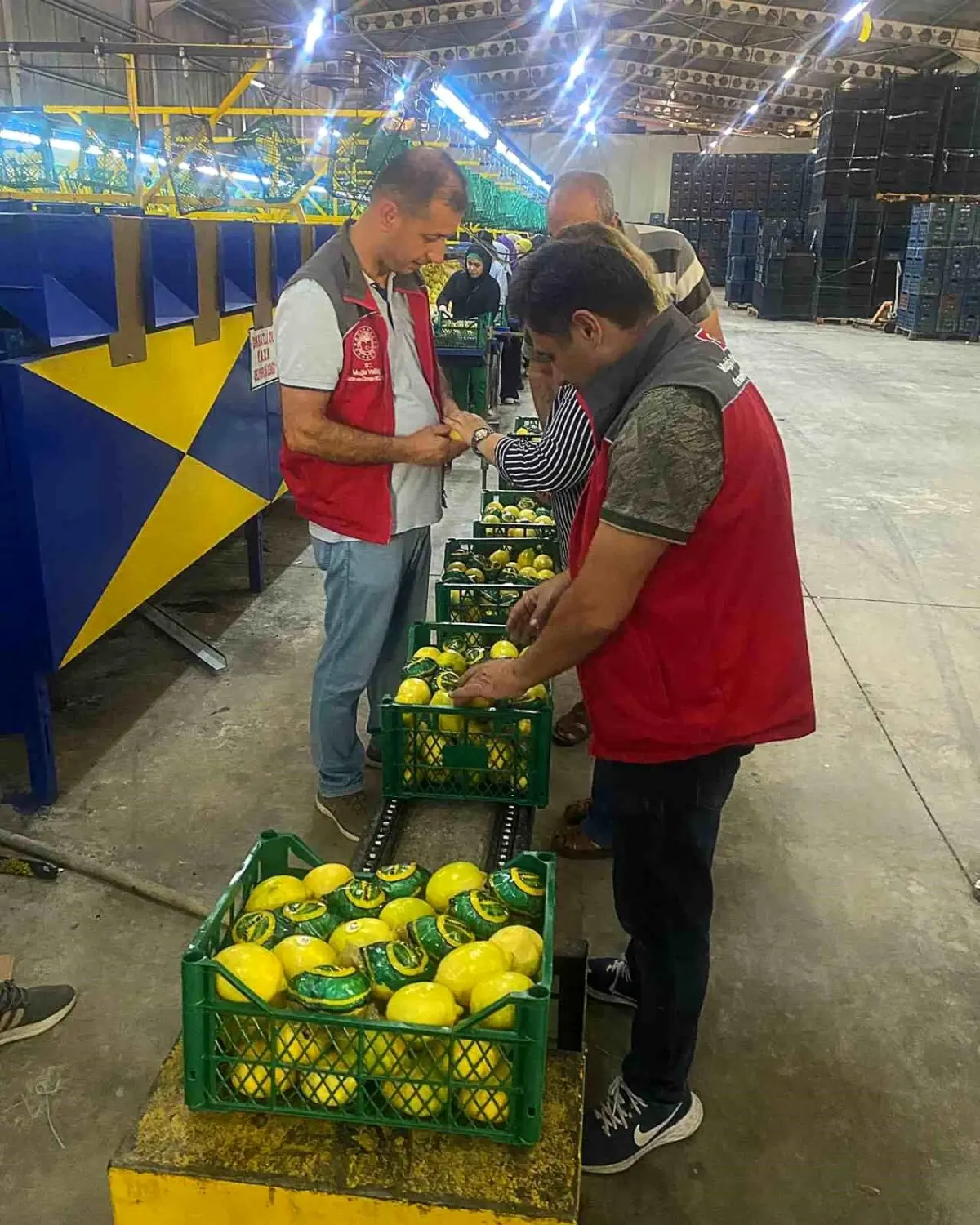 Ortaca\'nın Nar ve Limon İhracatında Rekor Beklentisi