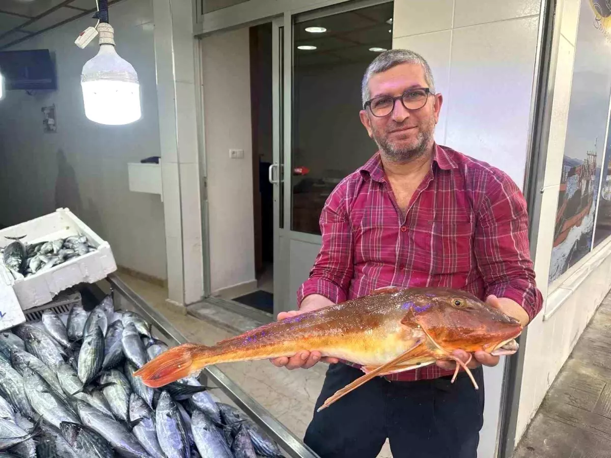 Sinop\'ta Kırlangıç Balığı 400 TL\'den Satışta